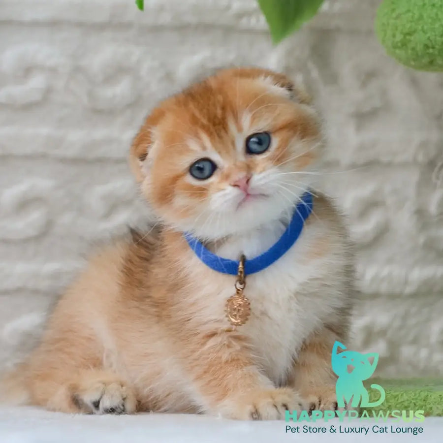 Daniel Scottish Fold male black golden shaded - live animals