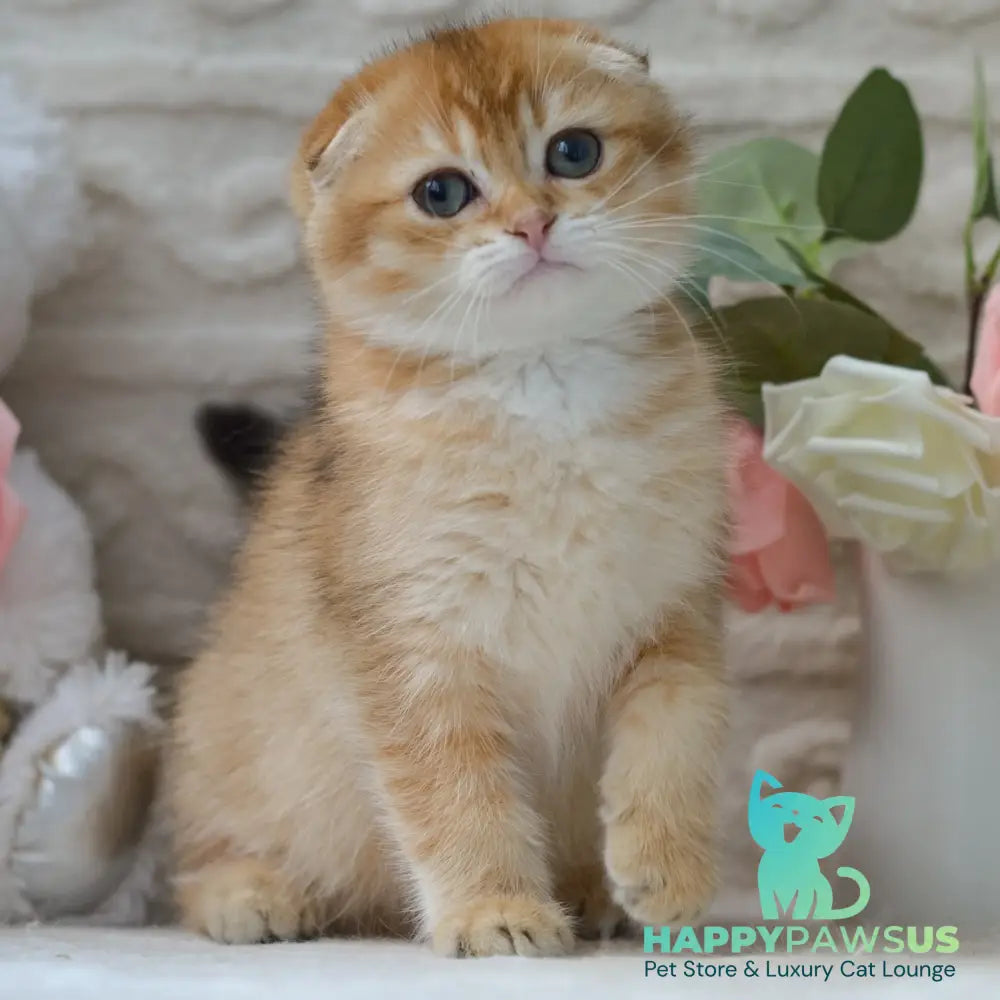 Daniel Scottish Fold male black golden shaded - live animals