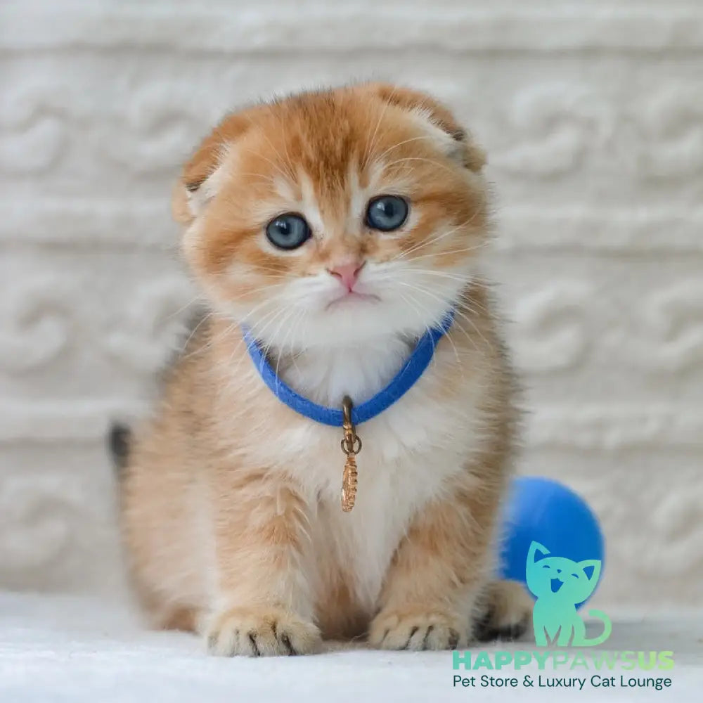 Daniel Scottish Fold male black golden shaded - live animals