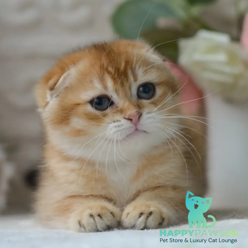 Daniel Scottish Fold male black golden shaded - live animals