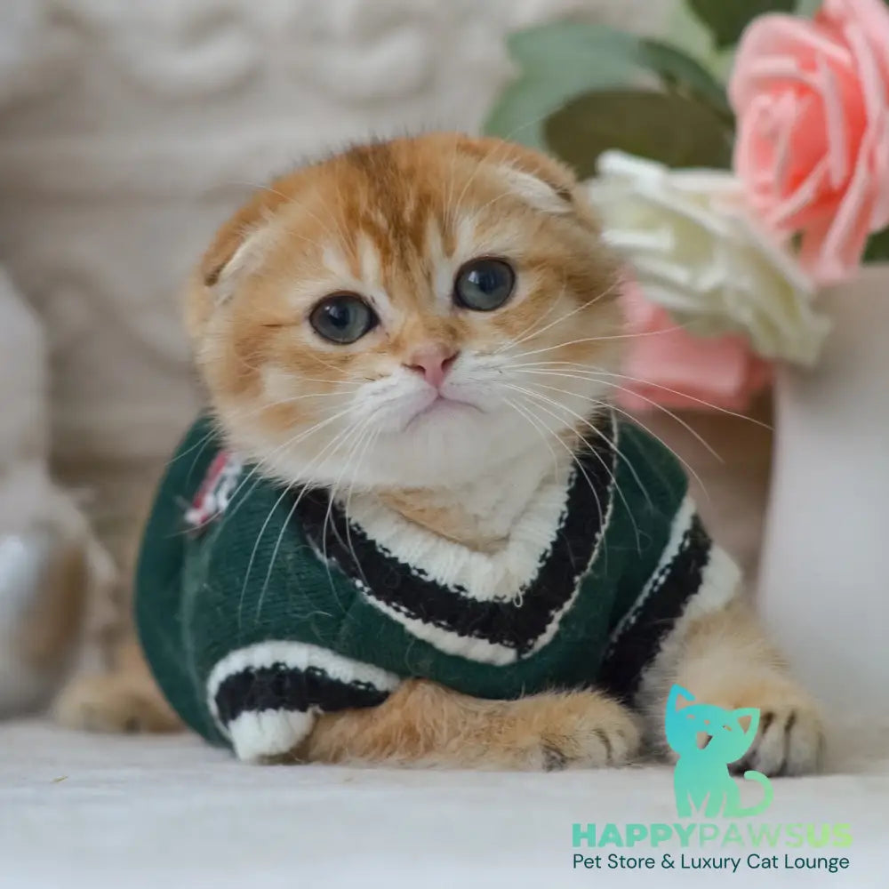 Daniel Scottish Fold male black golden shaded - live animals