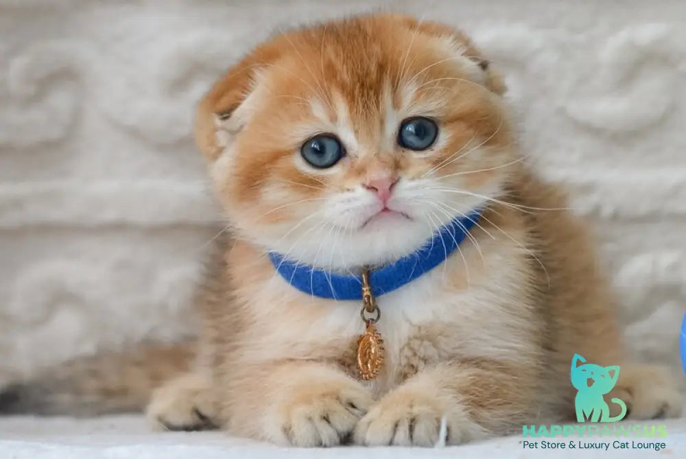 Daniel Scottish Fold male black golden shaded - live animals