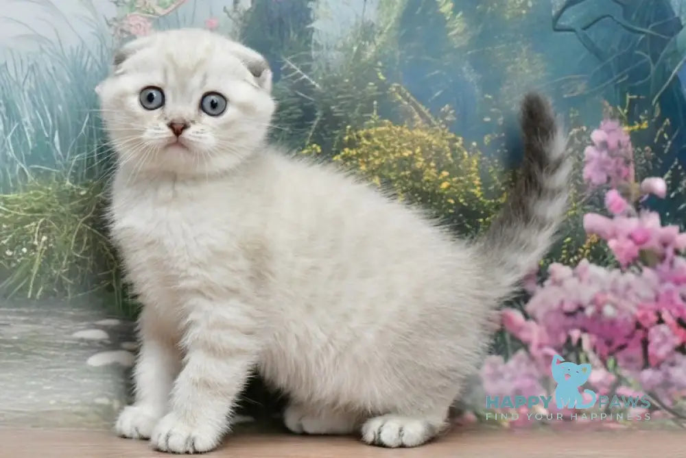 Daniel Scottish Fold male blue lynx pointed live animals