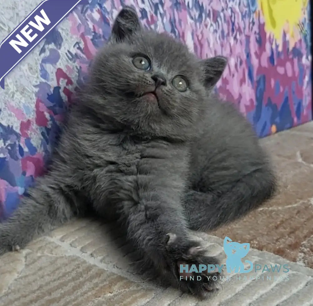 Daniel Scottish Straight male blue live animals