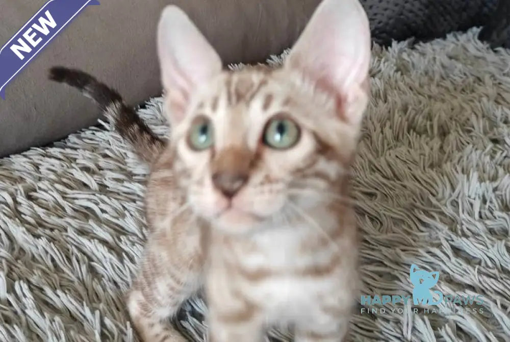 Daniela Bengal female black spotted tabby pointed live animals