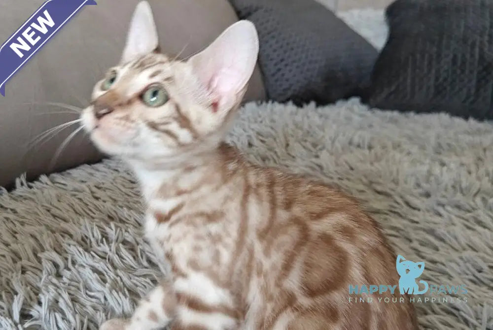 Daniela Bengal female black spotted tabby pointed live animals