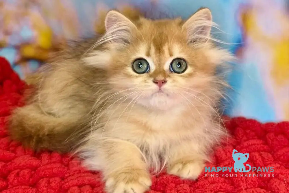 Daniela British Longhair female black golden shaded live animals