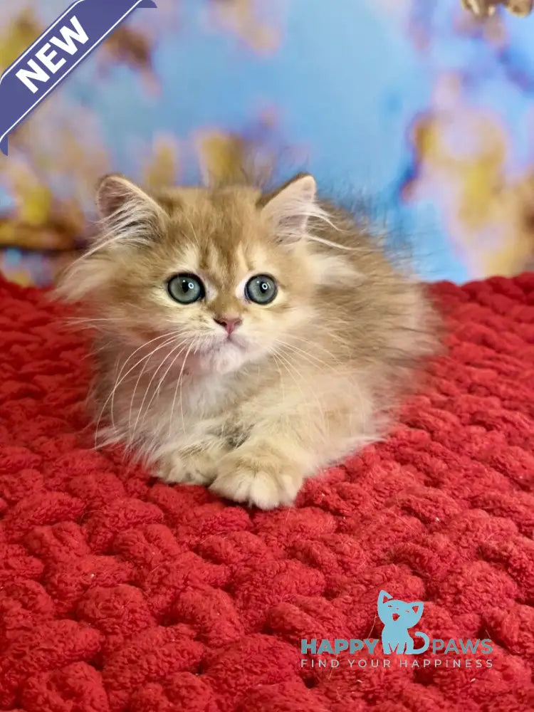 Daniela British Longhair female black golden shaded live animals