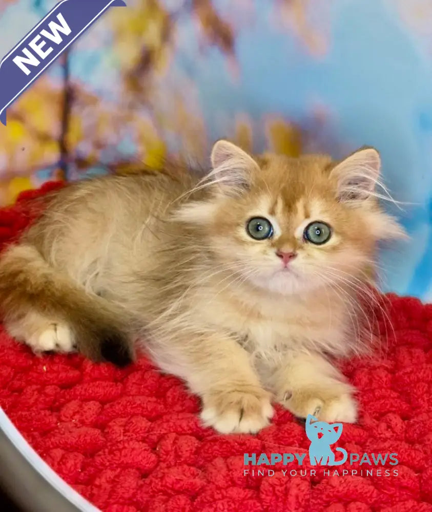 Daniela British Longhair female black golden shaded live animals