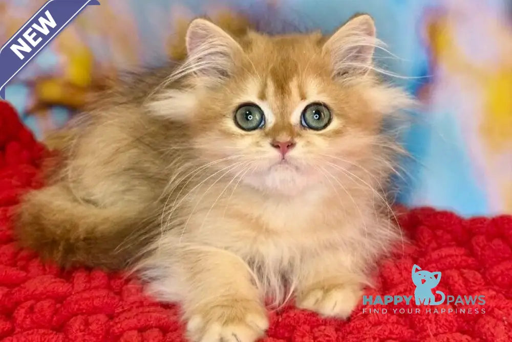 Daniela British Longhair female black golden shaded live animals