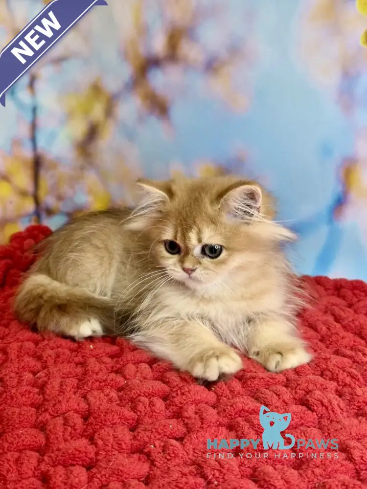 Daniela British Longhair female black golden shaded live animals