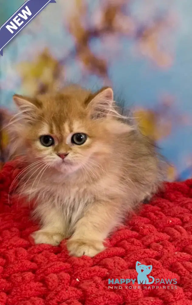 Daniela British Longhair female black golden shaded live animals