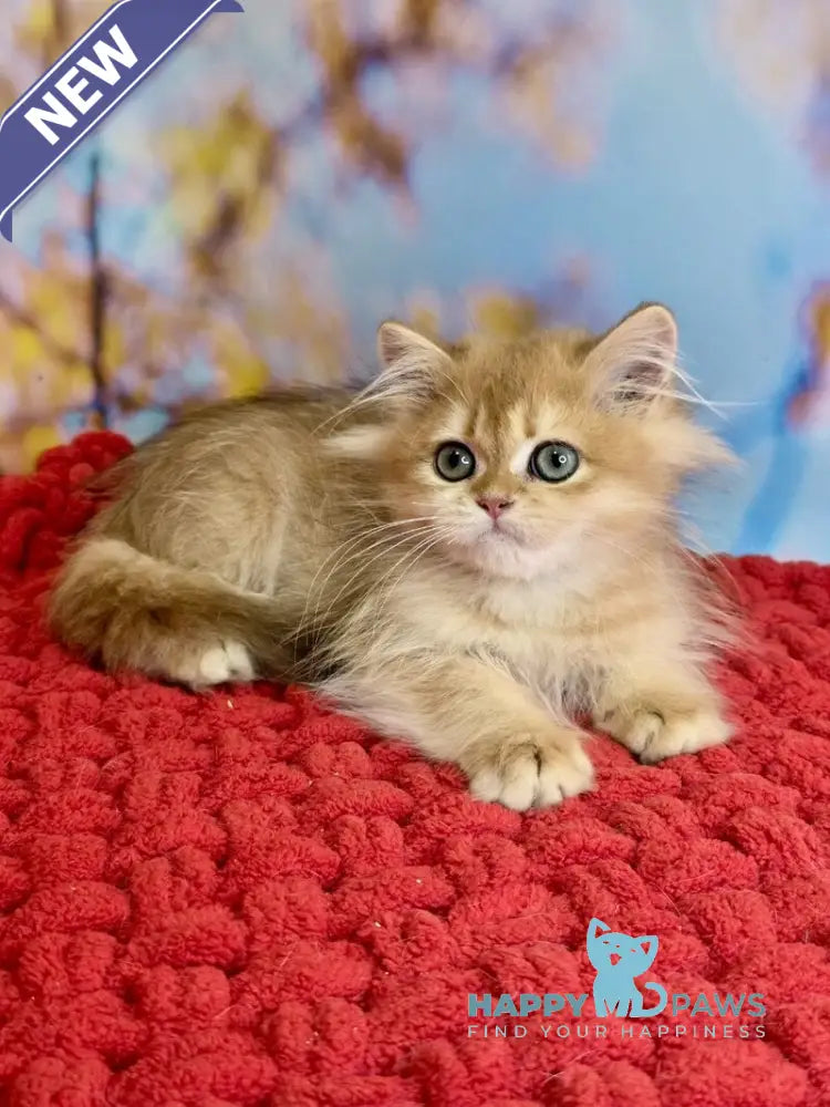 Daniela British Longhair female black golden shaded live animals