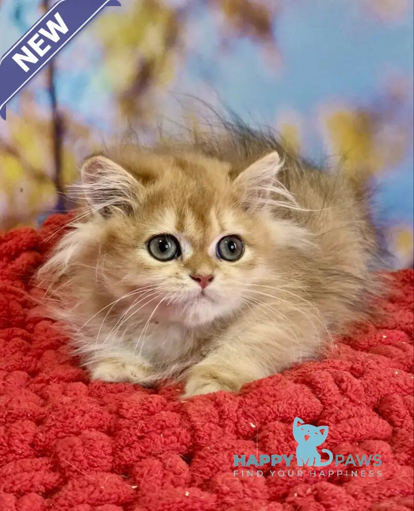 Daniela British Longhair female black golden shaded live animals