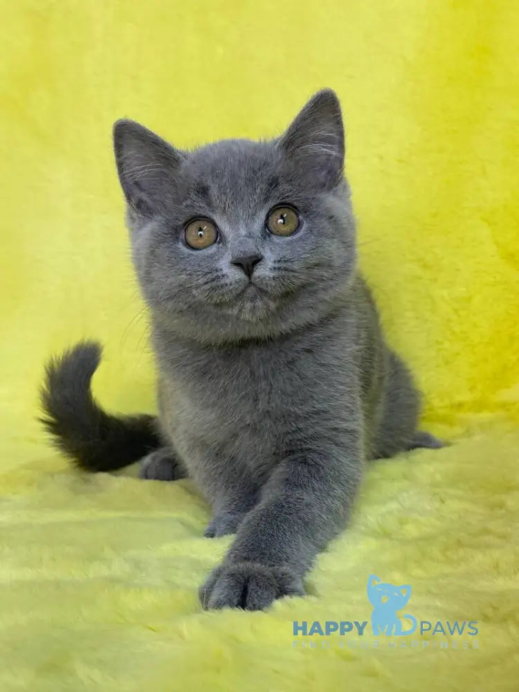 Daniela British Shorthair female blue live animals