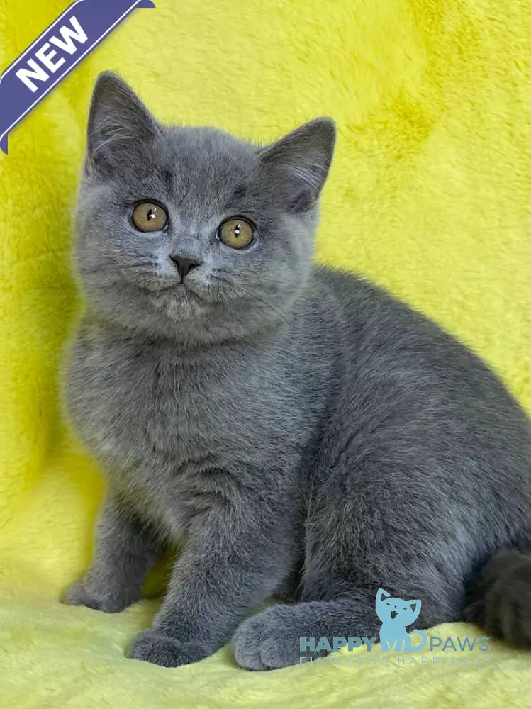 Daniela British Shorthair female blue live animals