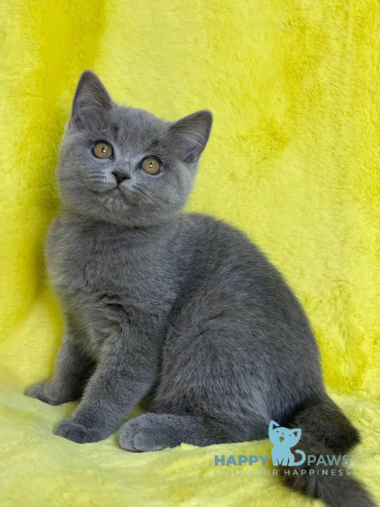 Daniela British Shorthair female blue live animals