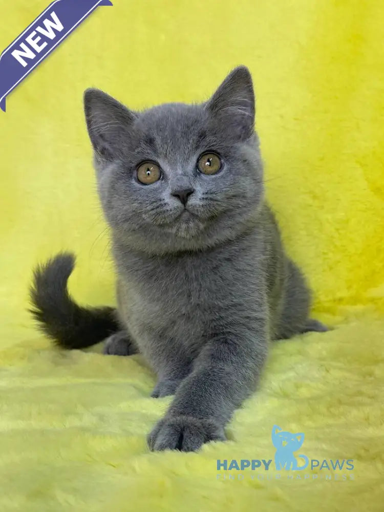Daniela British Shorthair female blue live animals