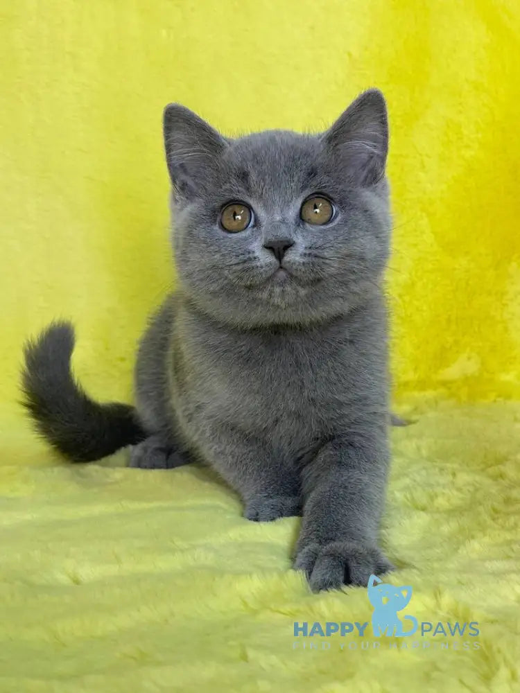 Daniela British Shorthair female blue live animals