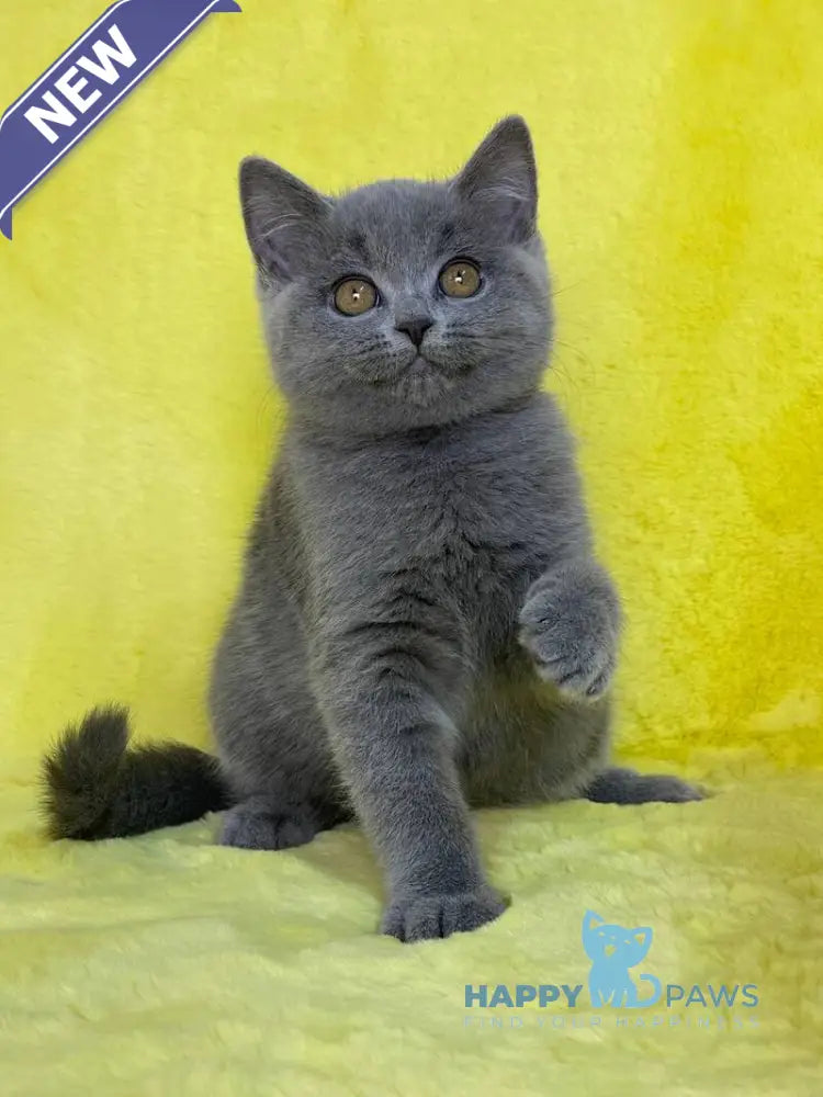 Daniela British Shorthair female blue live animals