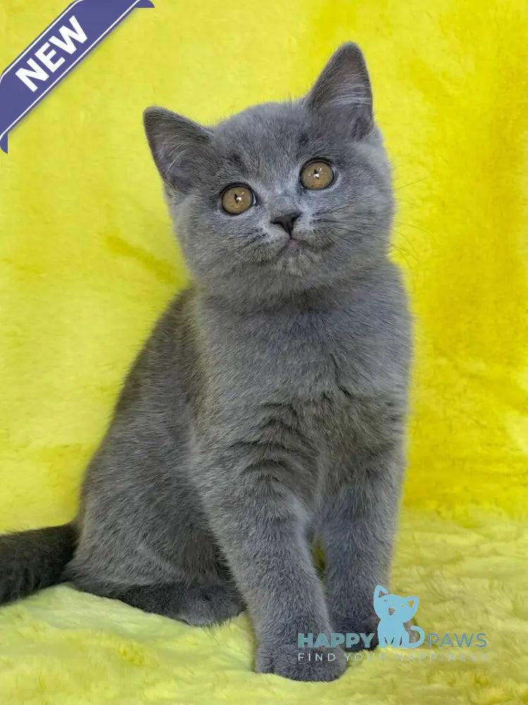 Daniela British Shorthair female blue live animals