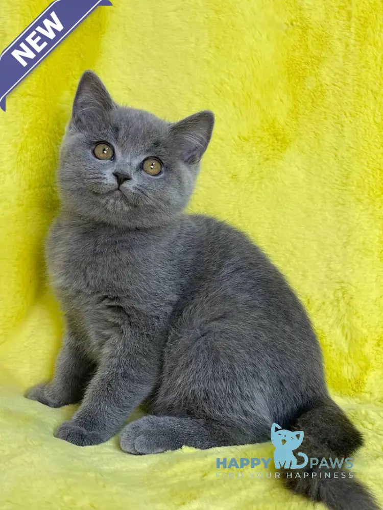 Daniela British Shorthair female blue live animals