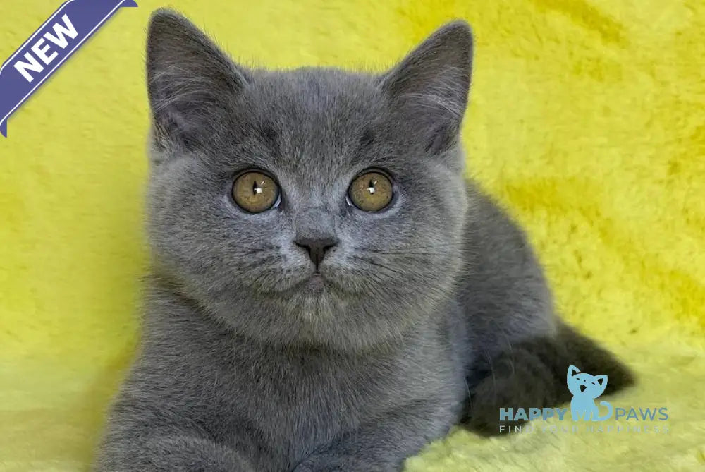 Daniela British Shorthair female blue live animals
