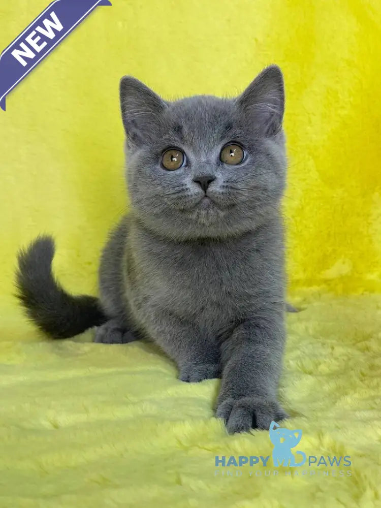 Daniela British Shorthair female blue live animals