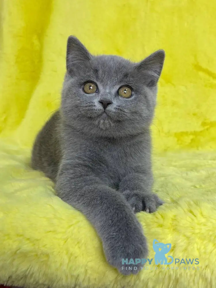 Daniela British Shorthair female blue live animals