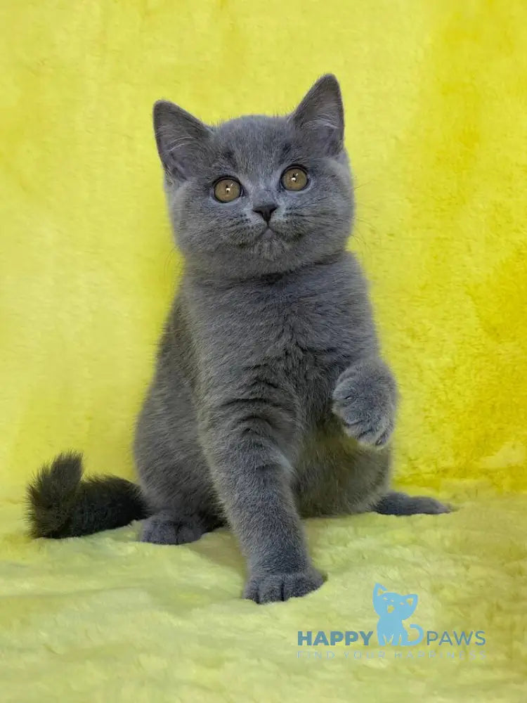 Daniela British Shorthair female blue live animals