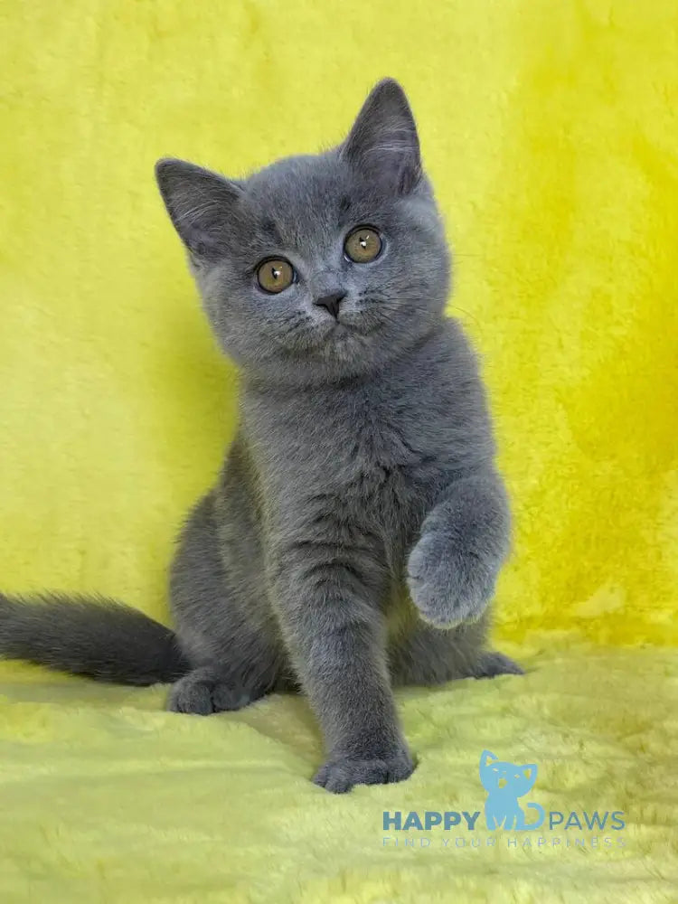 Daniela British Shorthair female blue live animals