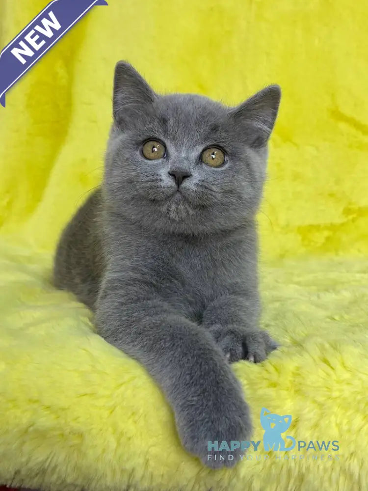 Daniela British Shorthair female blue live animals