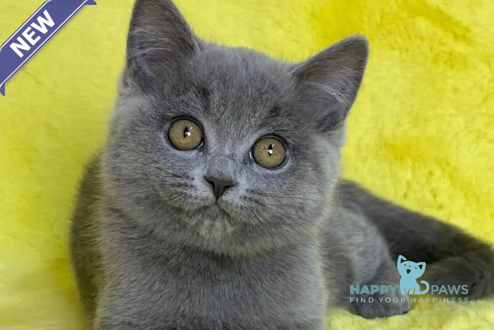 Daniela British Shorthair female blue live animals
