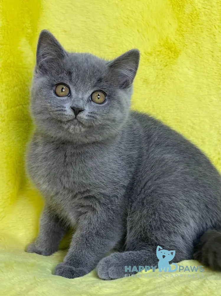 Daniela British Shorthair female blue live animals