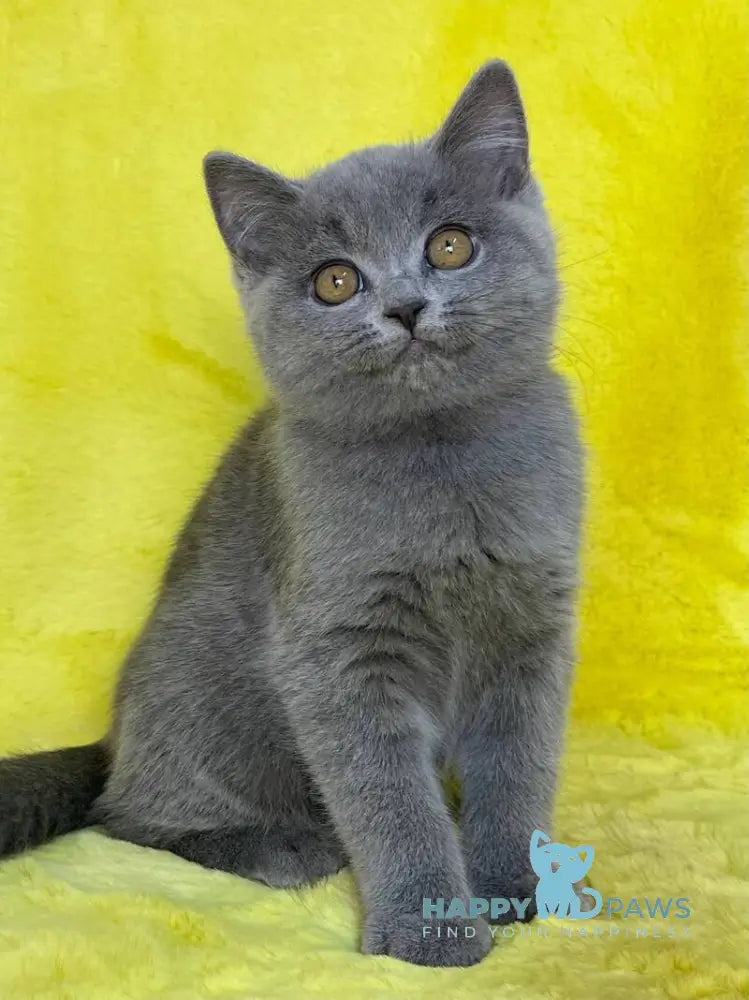 Daniela British Shorthair female blue live animals