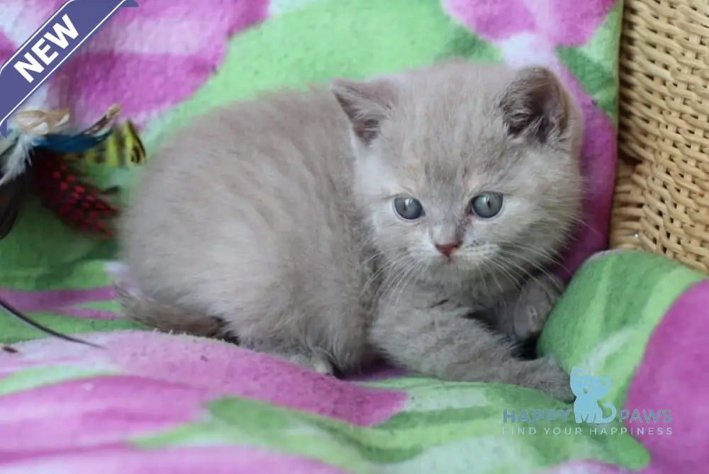 Daniela British Shorthair female lilac cream live animals