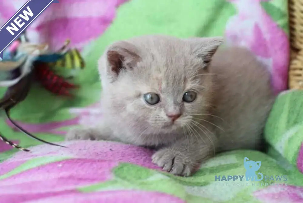 Daniela British Shorthair female lilac cream live animals