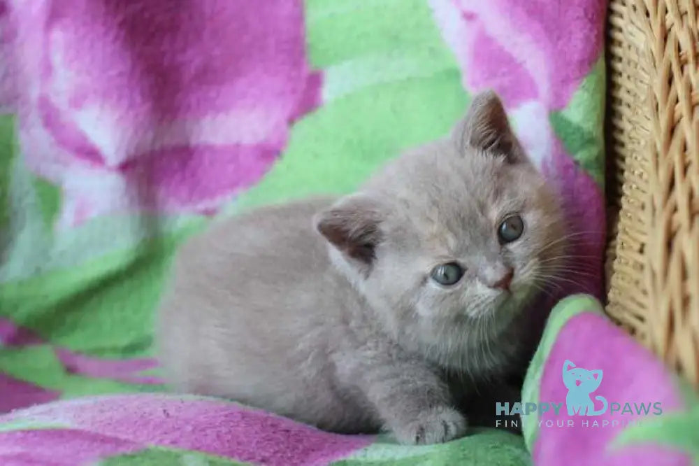 Daniela British Shorthair female lilac cream live animals