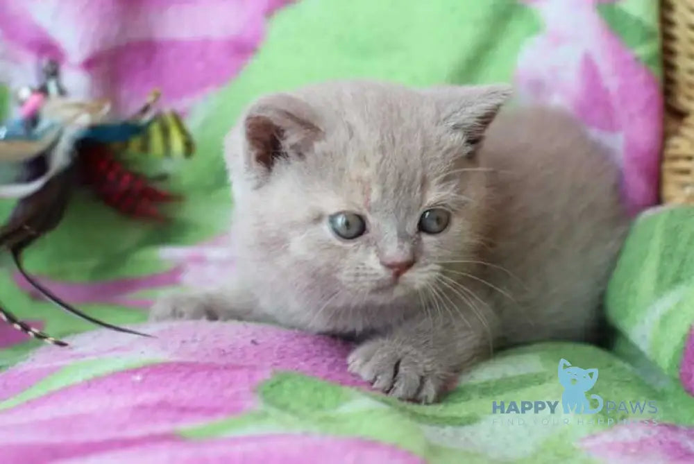 Daniela British Shorthair female lilac cream live animals