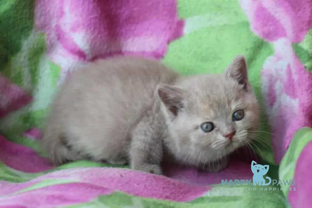 Daniela British Shorthair female lilac cream live animals