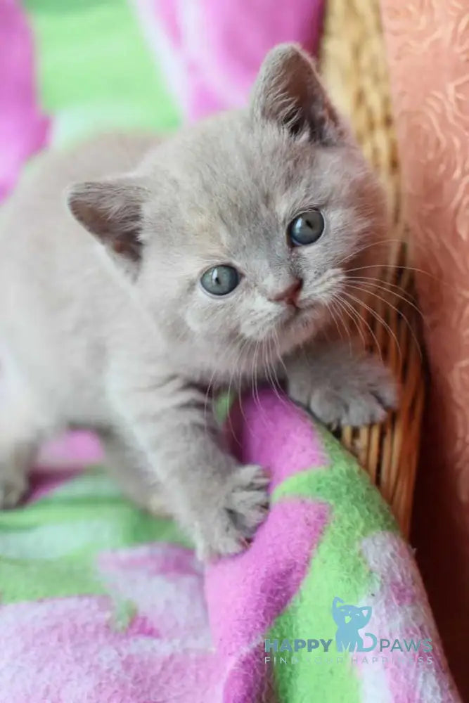 Daniela British Shorthair female lilac cream live animals