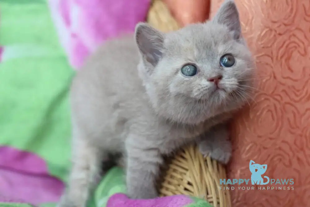 Daniela British Shorthair female lilac cream live animals