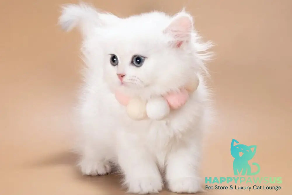 Daniella British Longhair female black golden shaded - live animals