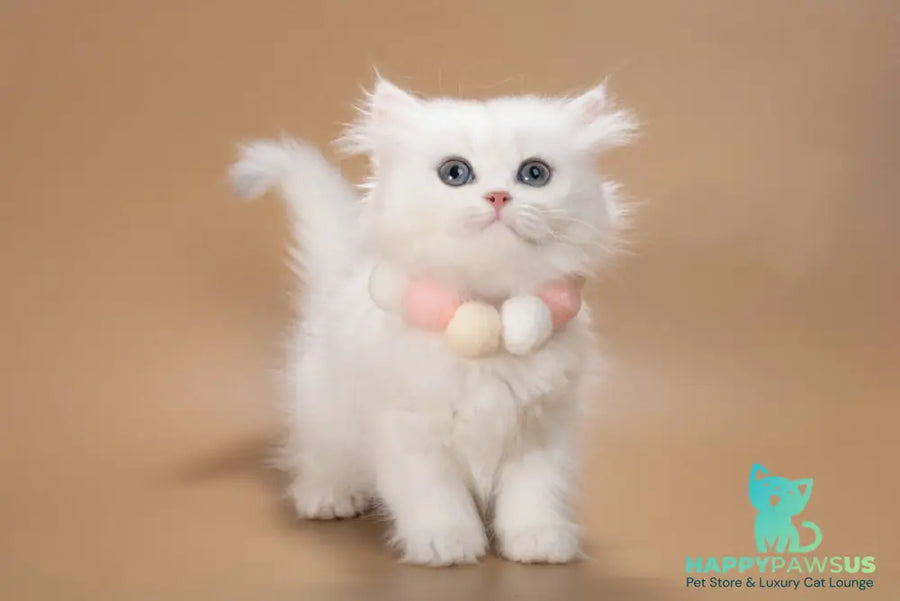 Daniella British Longhair female black golden shaded - live animals