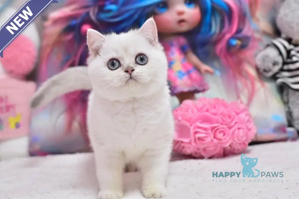 Daniella British Shorthair female black silver shaded pointed live animals