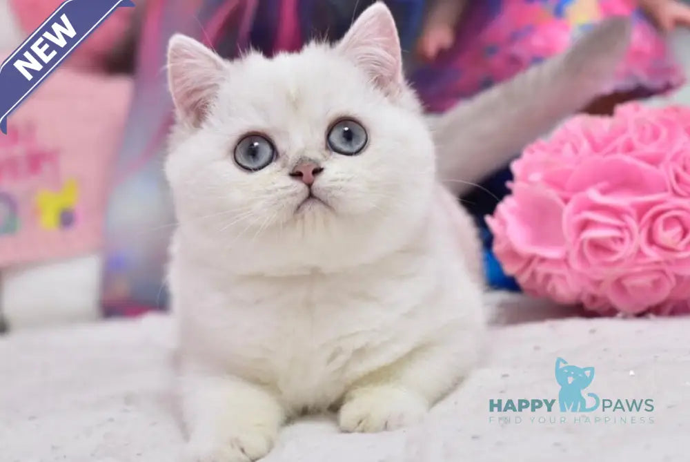 Daniella British Shorthair female black silver shaded pointed live animals