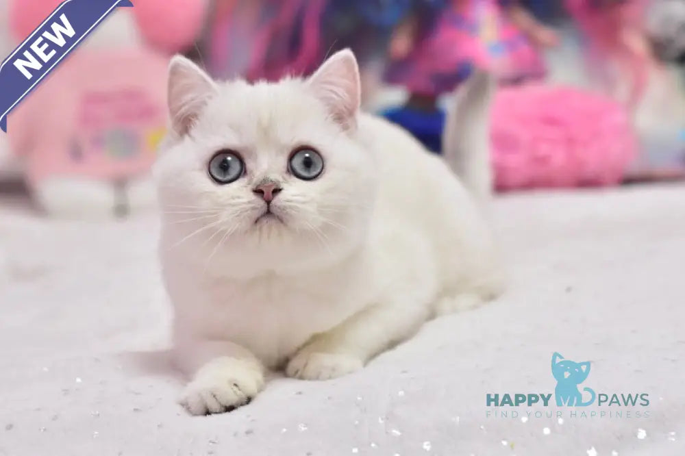 Daniella British Shorthair female black silver shaded pointed live animals