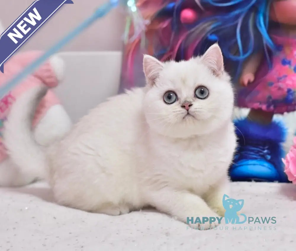 Daniella British Shorthair female black silver shaded pointed live animals