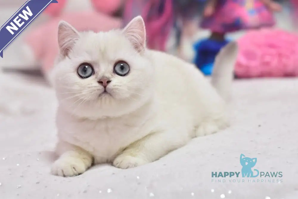 Daniella British Shorthair female black silver shaded pointed live animals