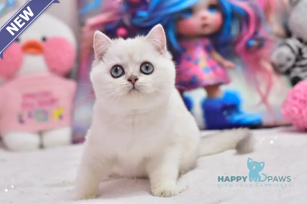 Daniella British Shorthair female black silver shaded pointed live animals